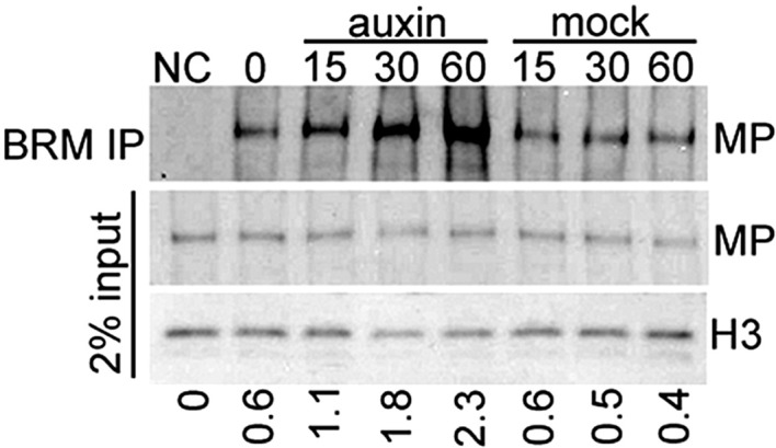 Figure 4—figure supplement 1.