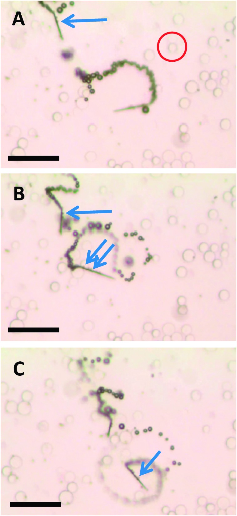 Fig. 2