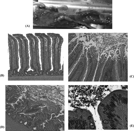 FIG. 9.