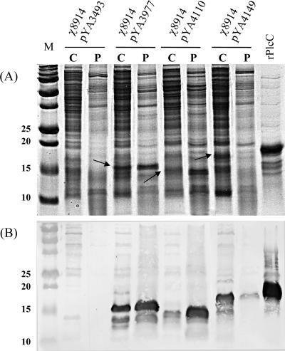 FIG. 3.