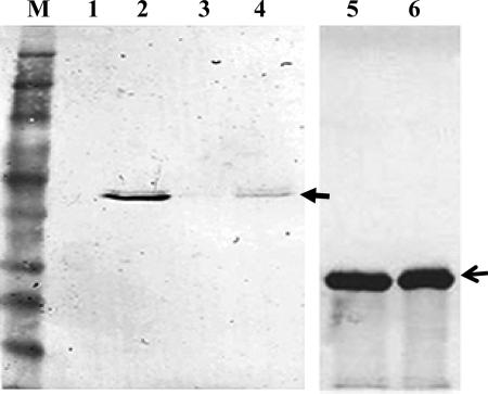 FIG. 5.