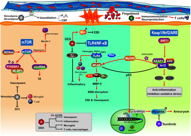 Inflammation and immune cell abnormalities in intracranial aneurysm ...