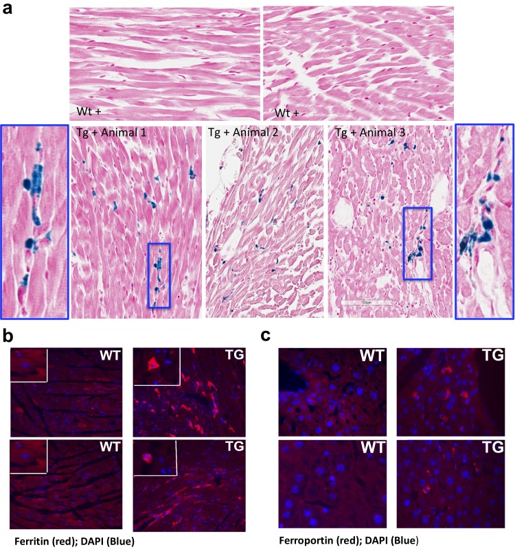 Figure 4—figure supplement 1.