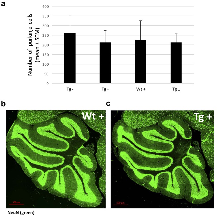 Figure 6—figure supplement 1.