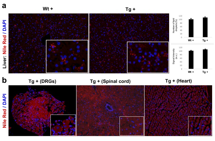 Figure 5—figure supplement 1.