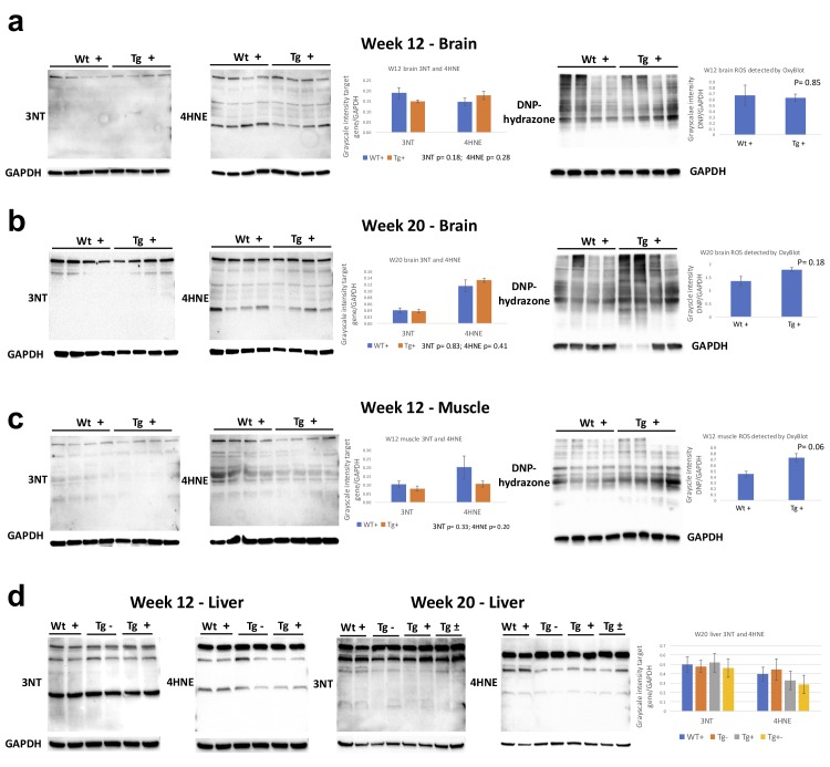 Figure 6—figure supplement 3.