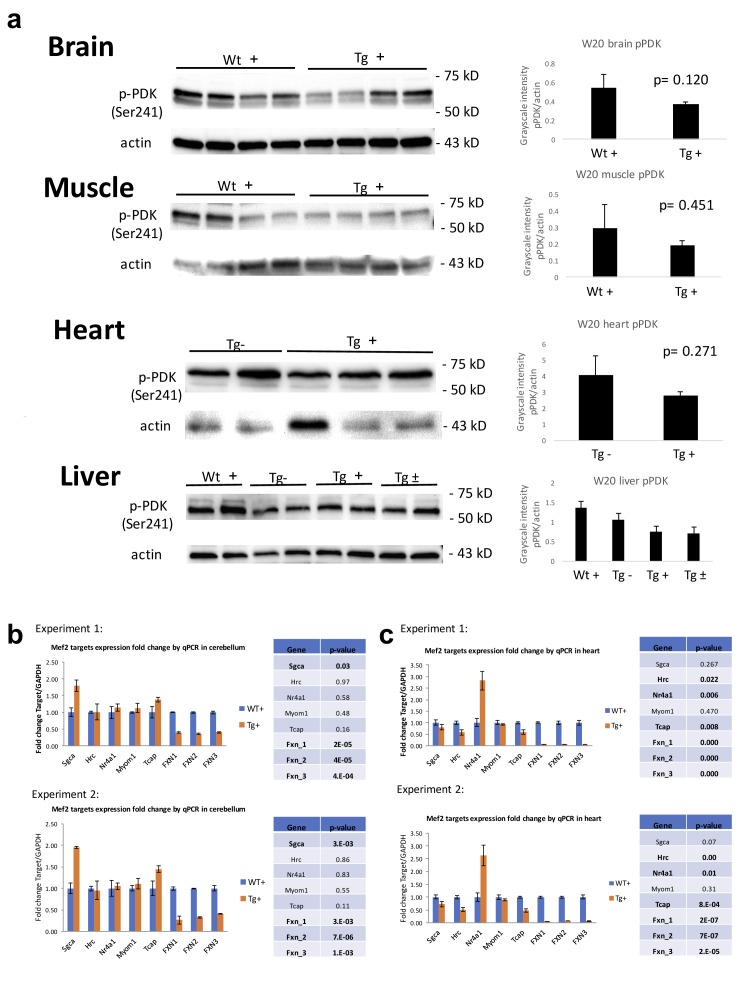 Figure 6—figure supplement 2.