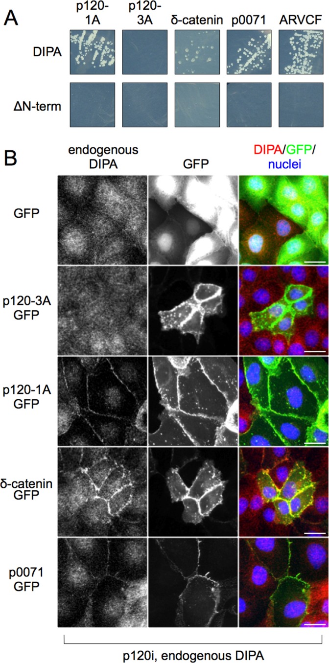 FIGURE 3: