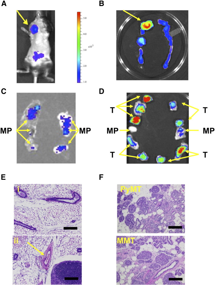 Figure 5