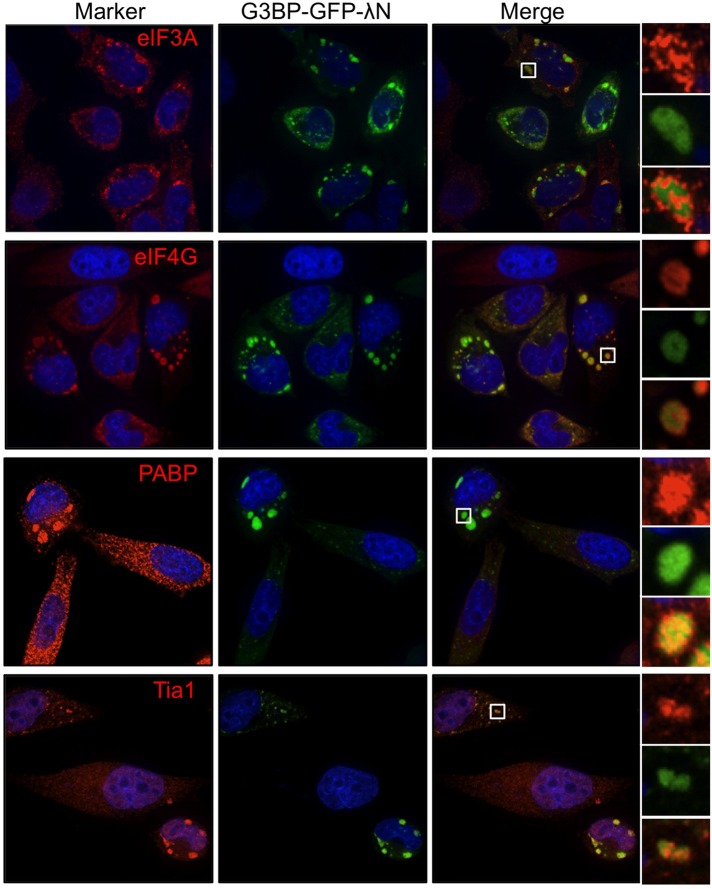 FIGURE 2: