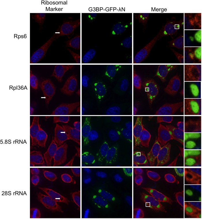 FIGURE 3: