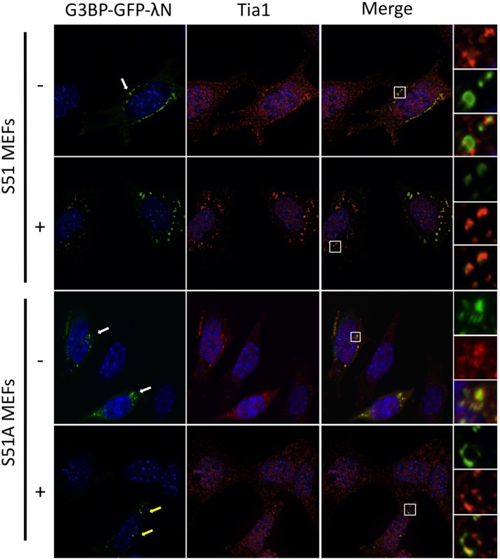 FIGURE 7: