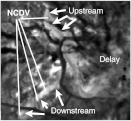 Fig. 16