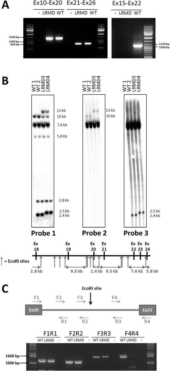 Fig. 6