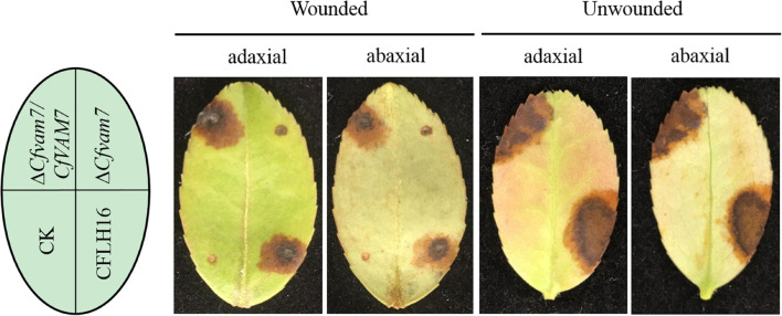 FIGURE 3