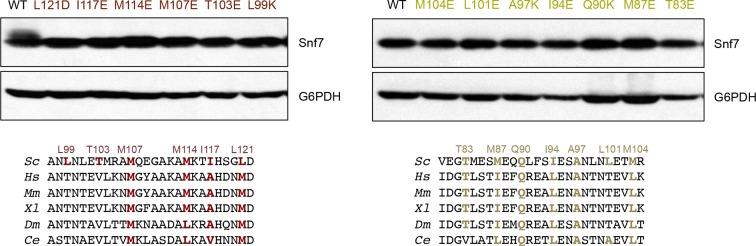 Figure 4—figure supplement 2.