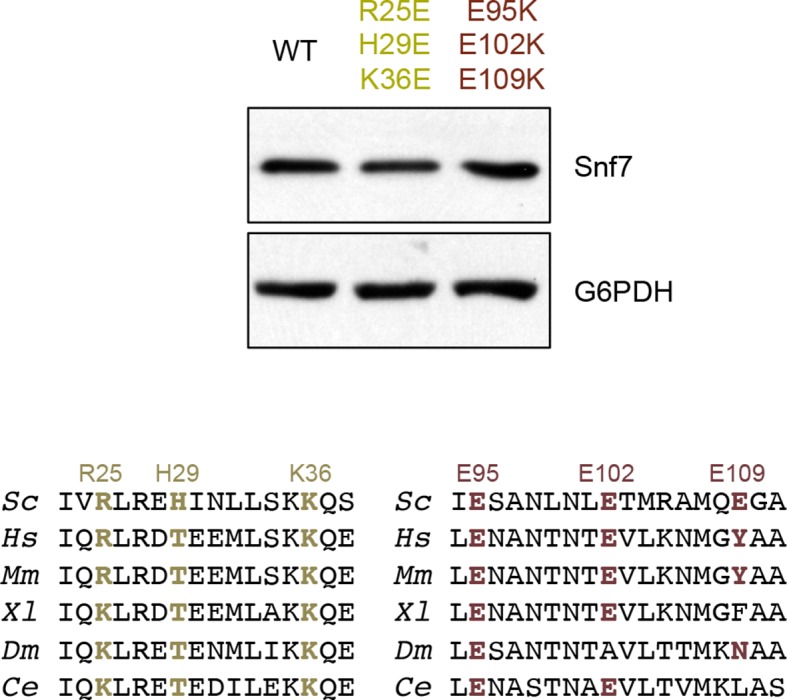 Figure 4—figure supplement 4.