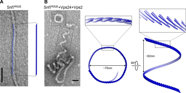 Figure 7—figure supplement 3.