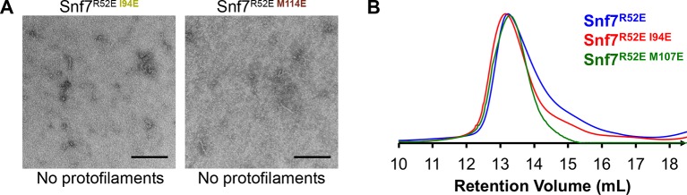 Figure 4—figure supplement 1.