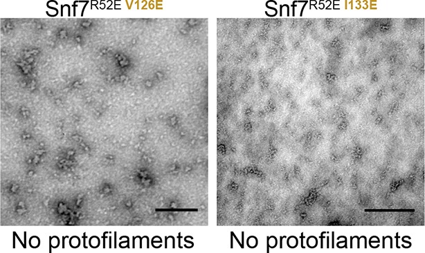 Figure 6—figure supplement 1.