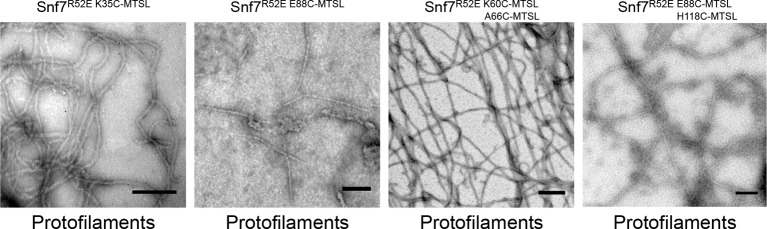 Figure 3—figure supplement 4.