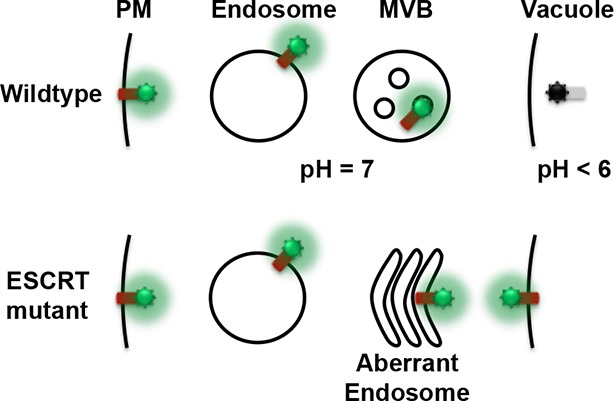 Figure 2—figure supplement 1.