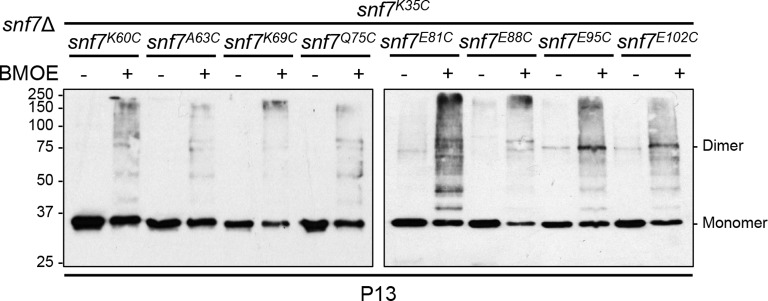 Figure 4—figure supplement 5.