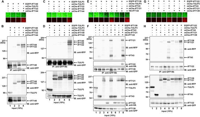 FIGURE 2: