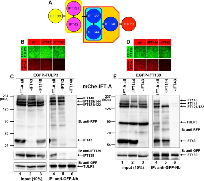 FIGURE 3: