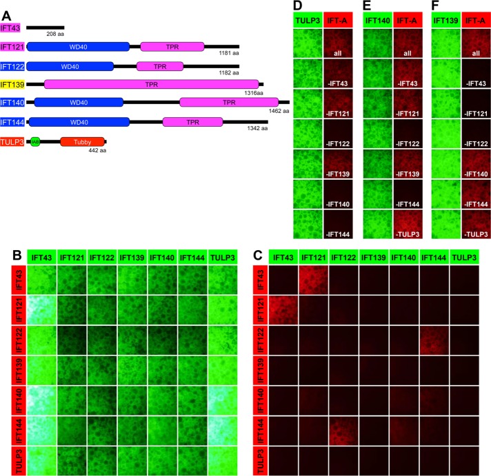 FIGURE 1: