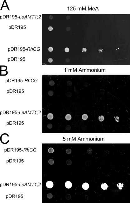 Figure 10.