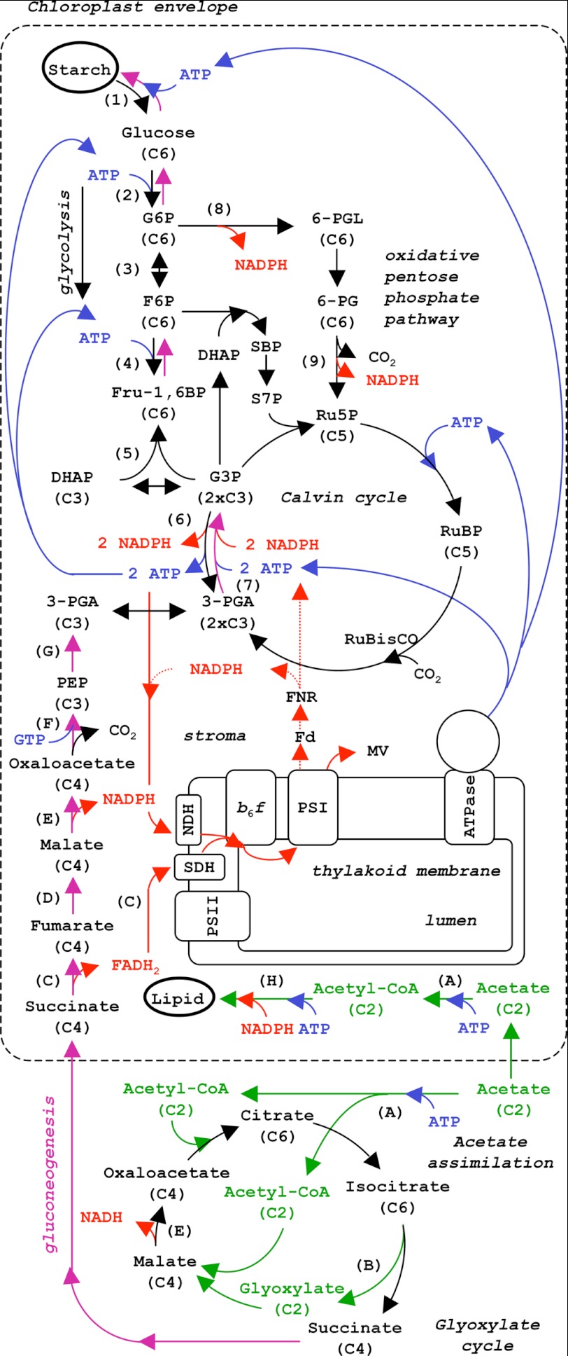 FIGURE 1.