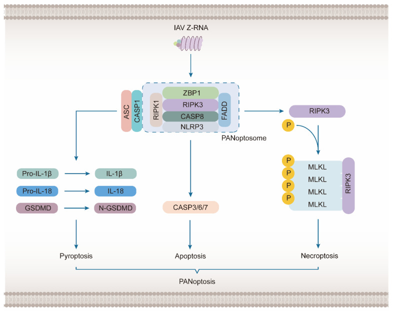 Figure 4