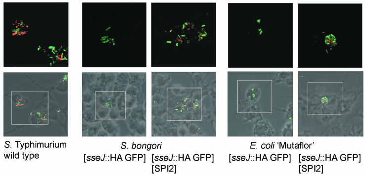 Functional Transfer Of Salmonella Pathogenicity Island 2 To Salmonella 