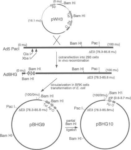 graphic file with name pnas01141-0084-a.jpg