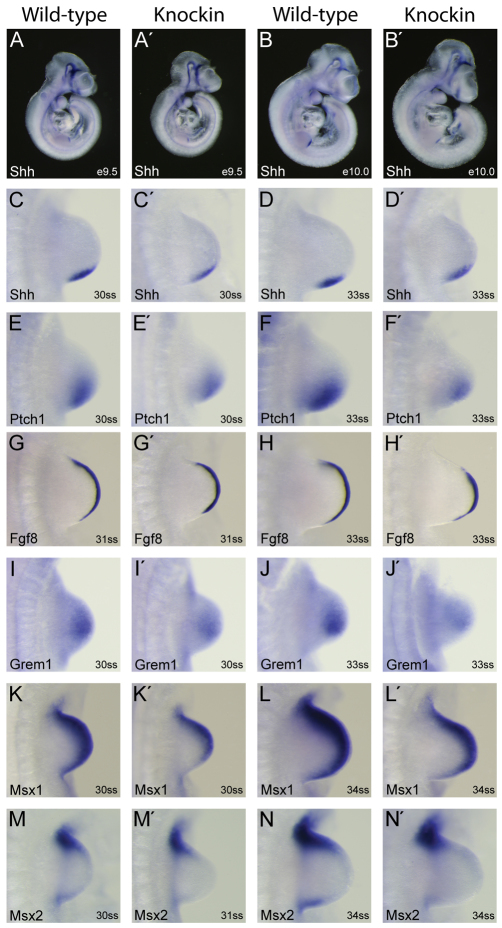 Fig. 4.