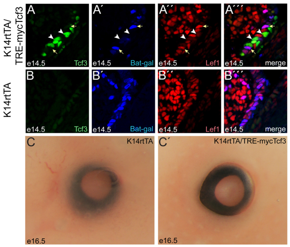 Fig. 7.