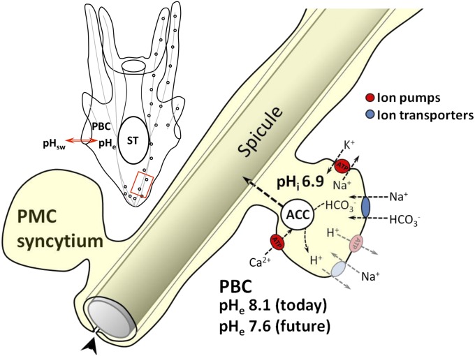 Fig. 6.