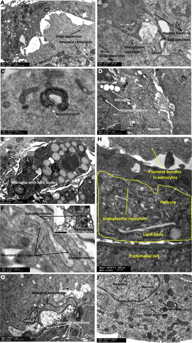 Figure 5