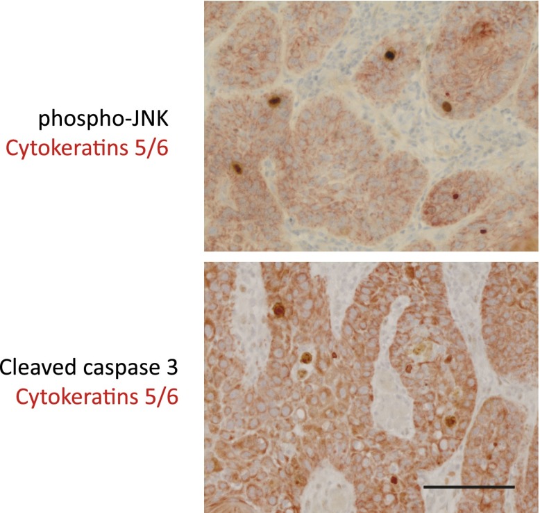 Figure 4—figure supplement 1.