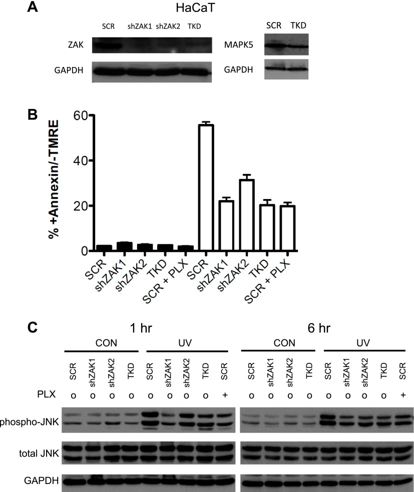 Figure 3—figure supplement 1.