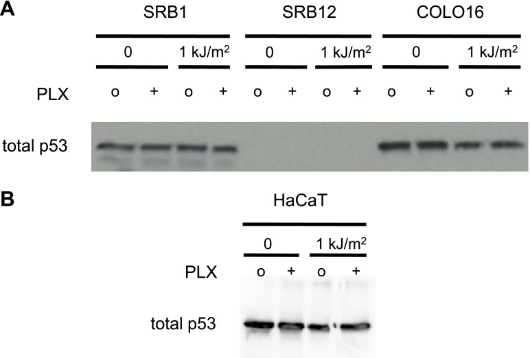 Figure 2—figure supplement 1.