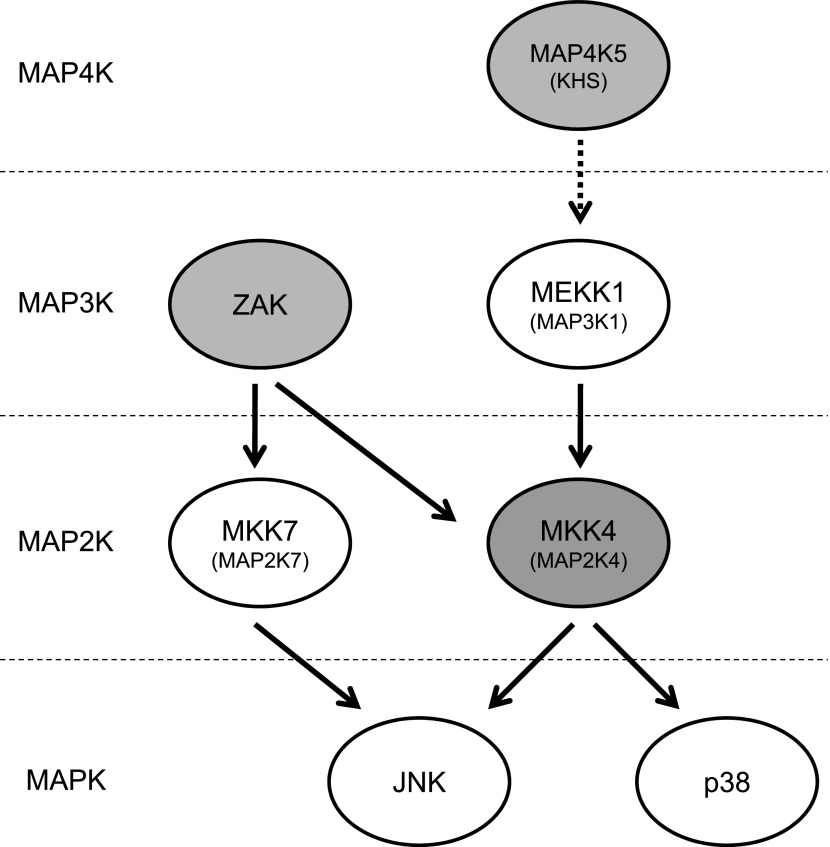 Figure 3—figure supplement 4.