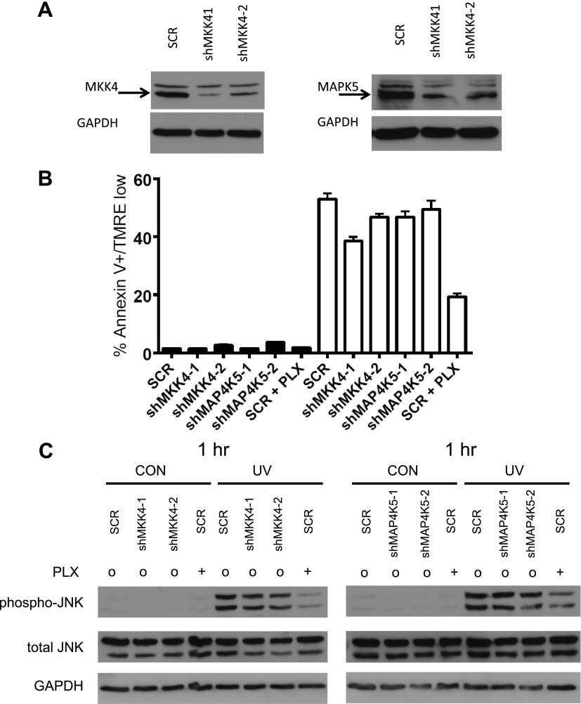 Figure 3—figure supplement 2.