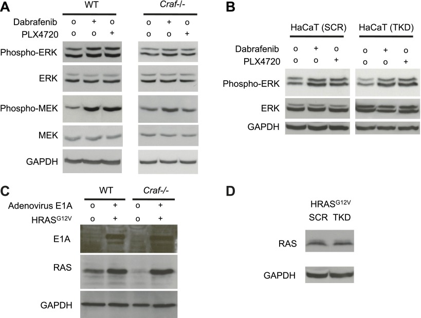 Figure 6—figure supplement 1.