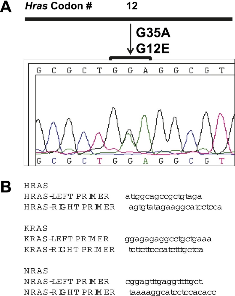 Figure 5—figure supplement 1.