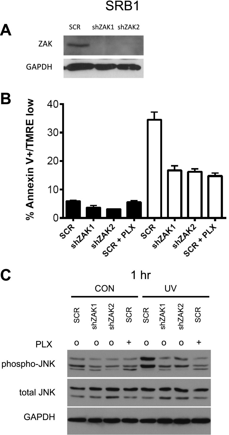 Figure 3—figure supplement 3.