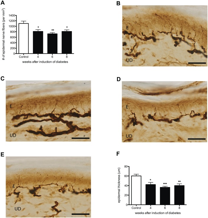 Fig 8