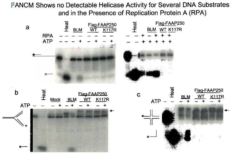 Supplementary Fig. 4