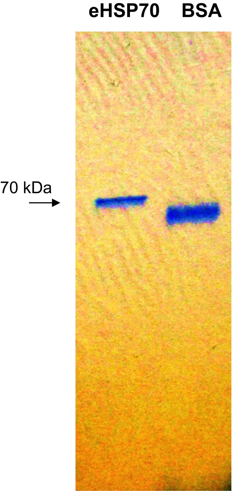 Fig. S5.